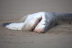 Orcas Demonstrate They No Longer Need to Hunt in Packs 