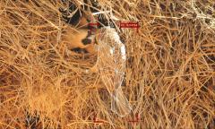 Call for papers: Special issue on AI and Ornithology