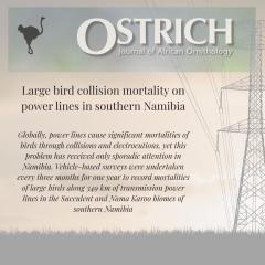 Power Lines Pose Deadly Threat to Namibia&rsquo;s Large Birds