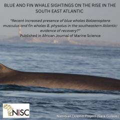 Blue and fin whale sightings on the rise in the South East Atlantic